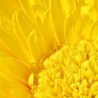 Creative Brand Land Color Psychology Yellow Creative Brand Land Color Psychology Yellow