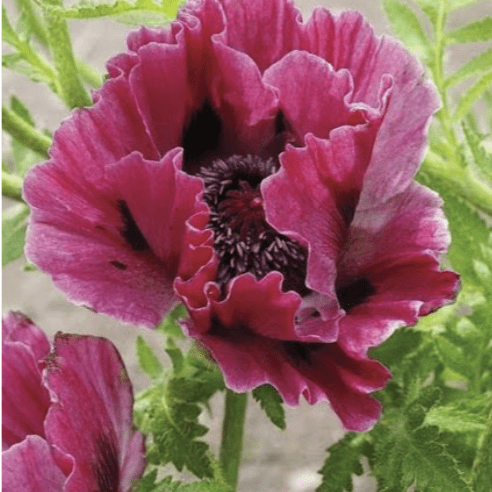 Red Purple Red Purple