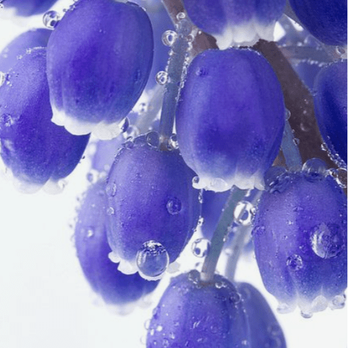 Blue Purple Blue Purple